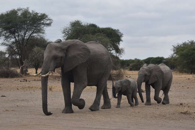 Elephants walking in Mto Tarangire national park - by Matt Benn on Unsplash